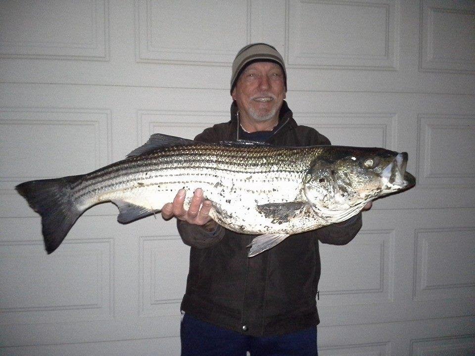A nice fat striper caught Dec. 31, 2012, in the Housatonic River in Shelton, Ct