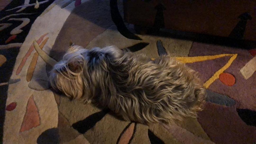 My Rosie’s not eating and just had bloody diarrhea. Her abdomen is swollen and tense. She won’t even let me hold her. The hardest part of adopting seniors.😪