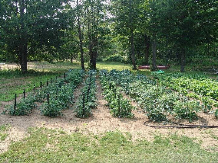 Celebrity-Early Girl-Roma (freeze these) Grape(for the neighbor kids) Best Boy (slicing BLT's) 90 plants