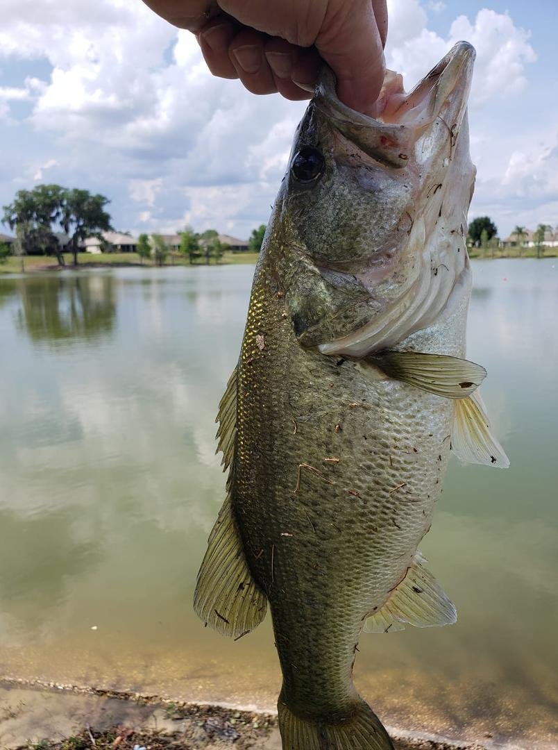 First fish