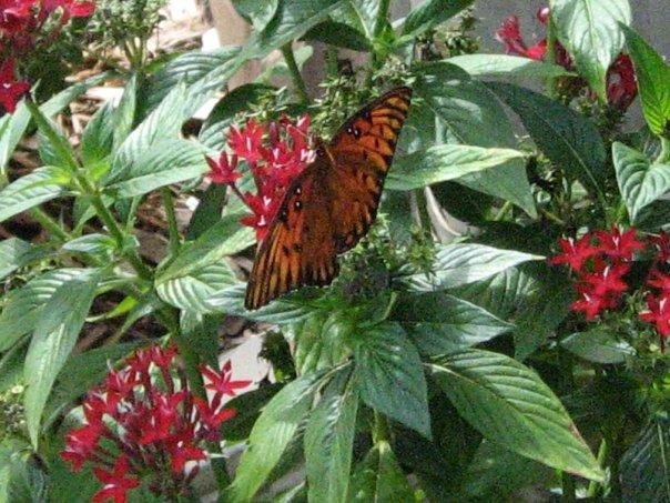 Tim Mooney's album, My butterfly garden