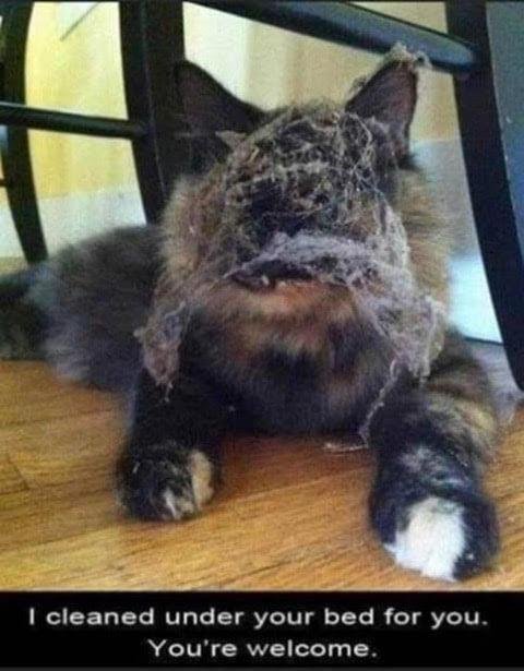 Animals like to explore especially cats.