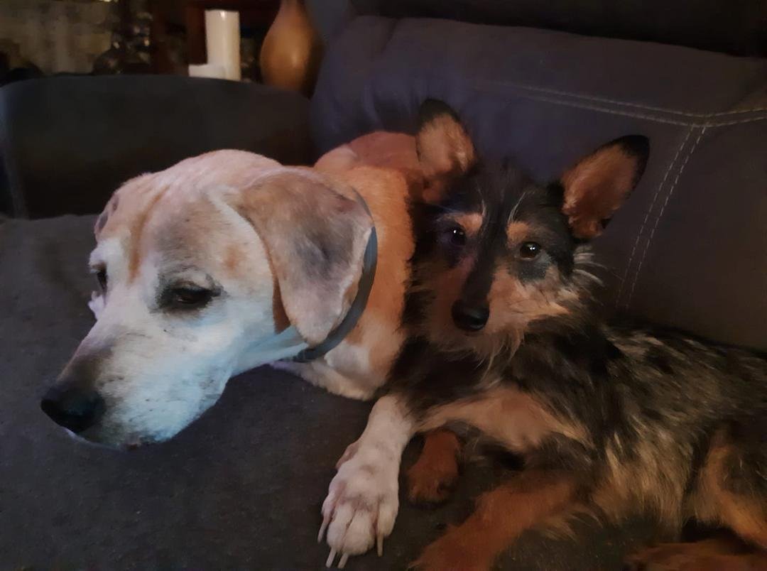 RIP my baby girl. You gave us 15 years of love and joy. You were a good big sister to Boots and Luna. I am going to miss my girl
