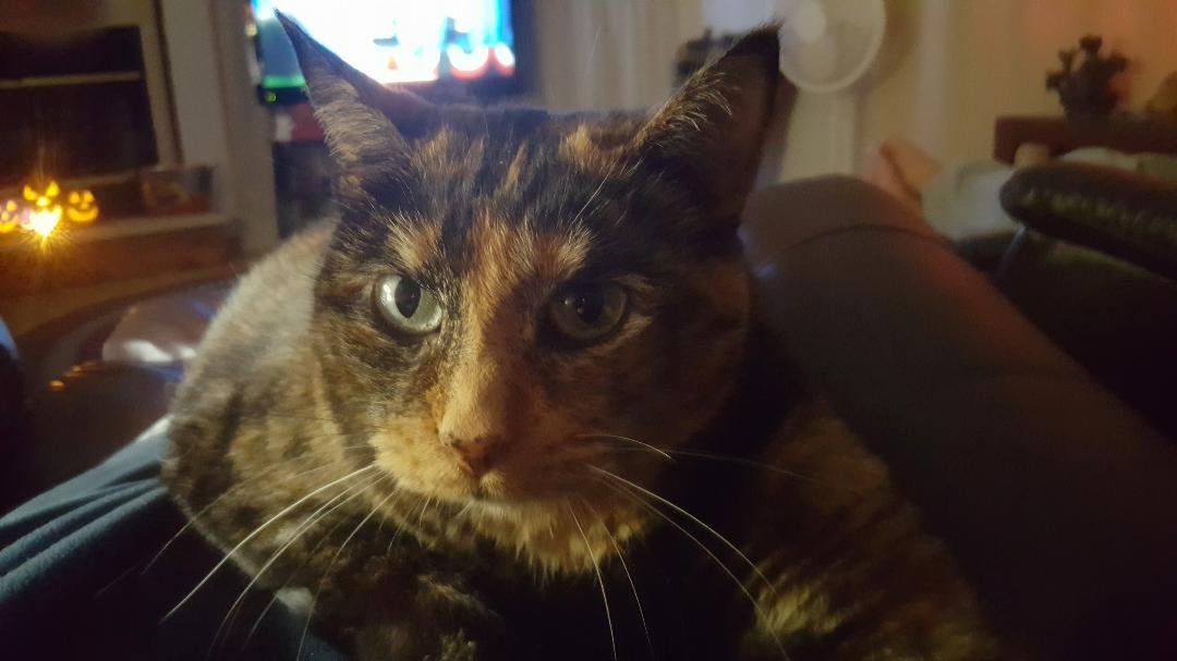 Izzy, our Halloween kitty!