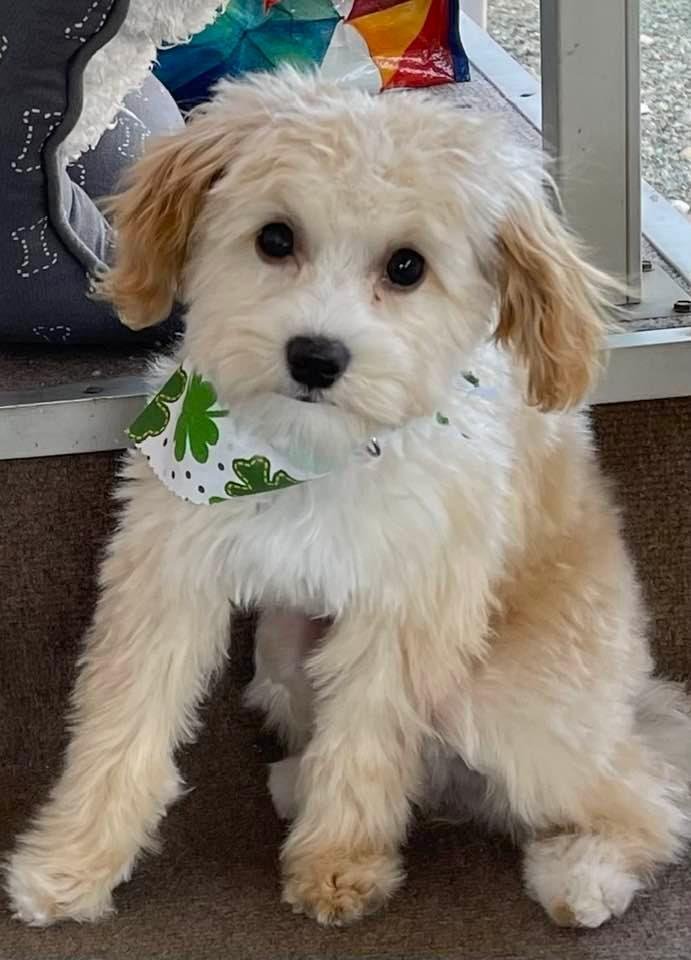 My Ollie got groomed today! He’s ready for St. Patrick’s Day with his Shamrock scarf.