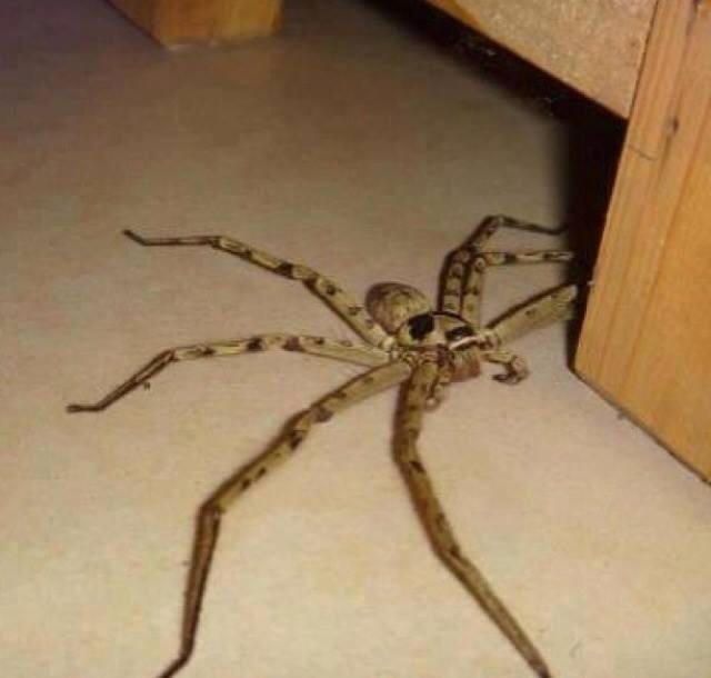 What would you do if you saw this in your kitchen!?