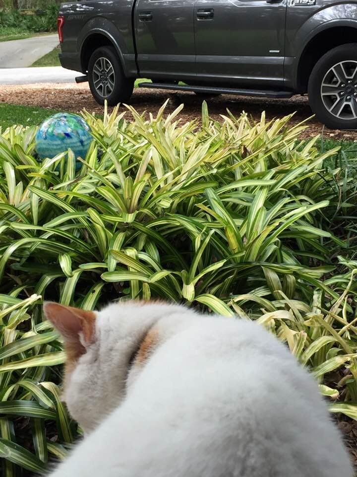 Meanwhile Ricky uses the safety under my truck and tanks up his water from the Bromeliads and whitey finds refuge on a warm lap