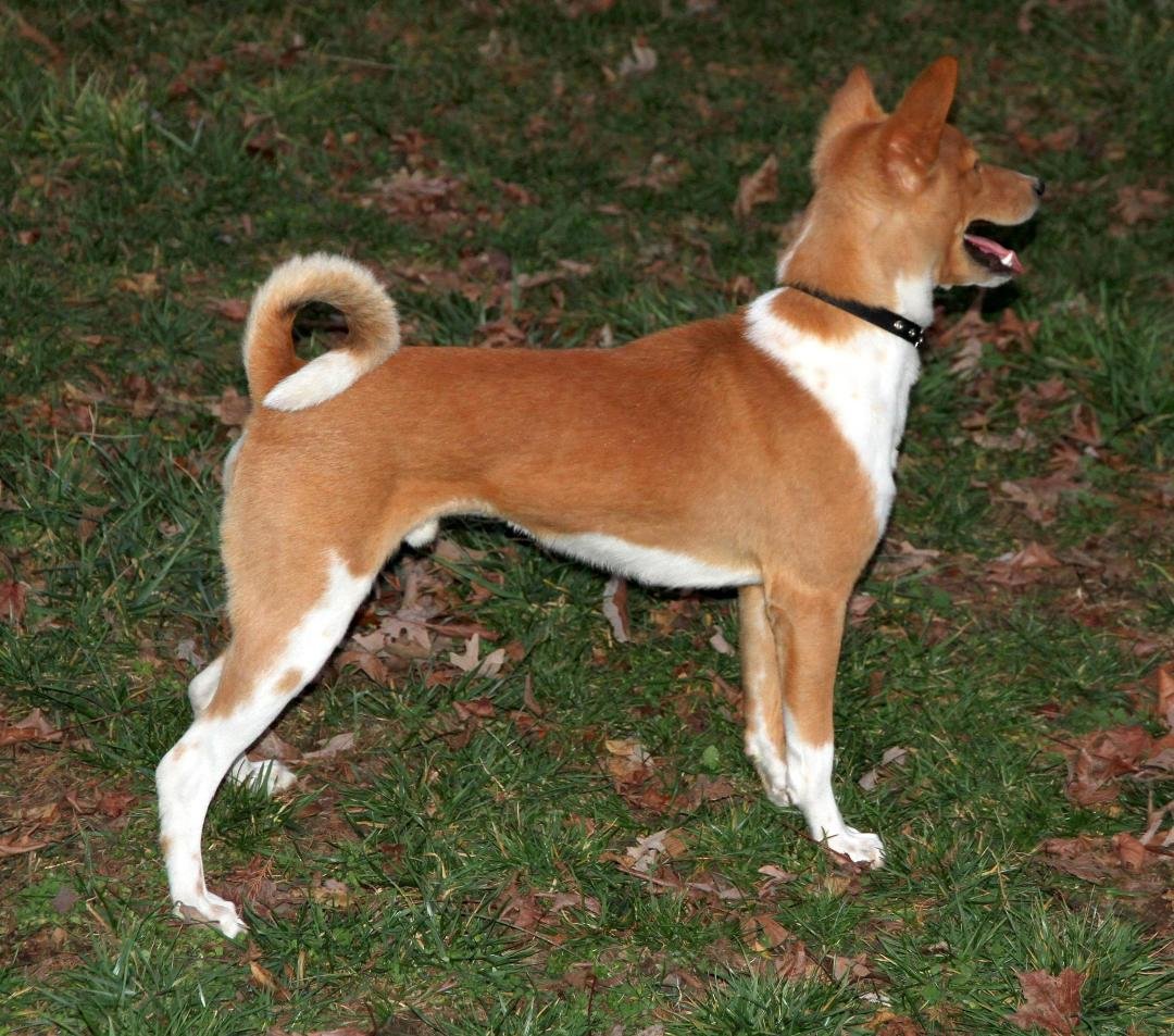 Avongara Akua, born in DRC Congo 2010, leaving for his new home in Brisbane Australia soon.