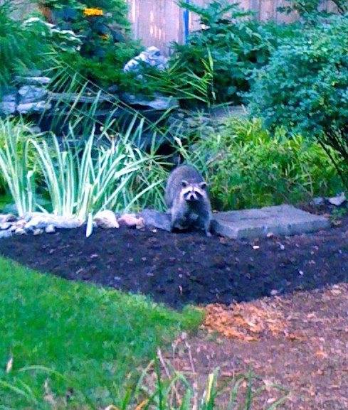 Evidently the Racoons in the back yard did not receive the stinging Lawyers letter yet. I shall have to employ other methods.
