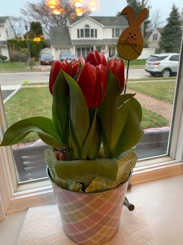 Thank you to whoever left this beautiful plant by our front door 🐣🐰. Where is the “RING” when we needed it 🤦‍♀️
