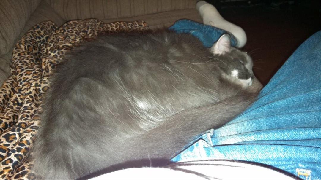 Lapcat