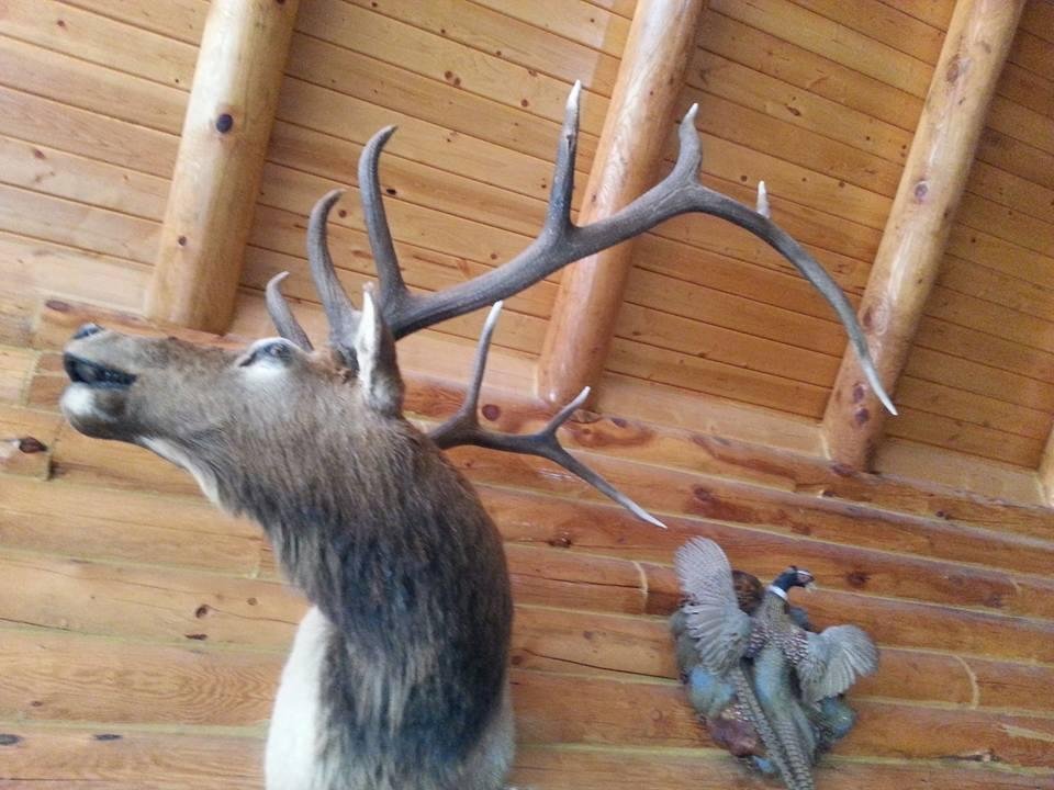 This photo is a picture of the elk in our cabin