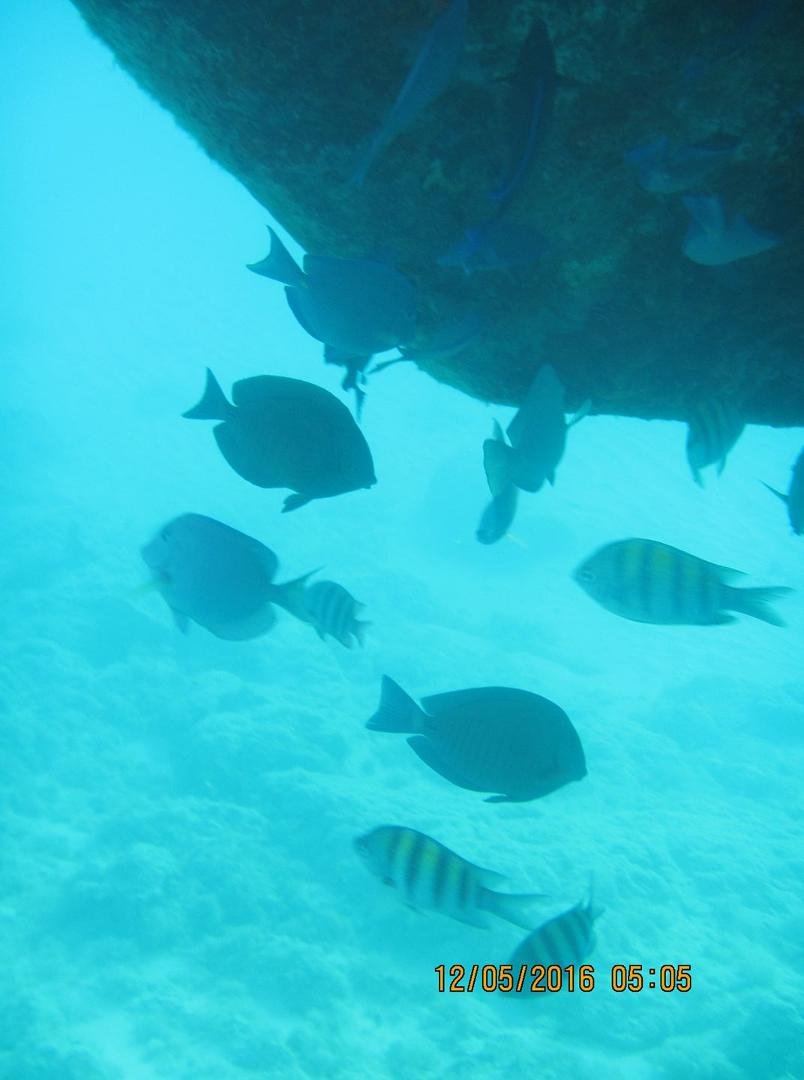 snorkeling