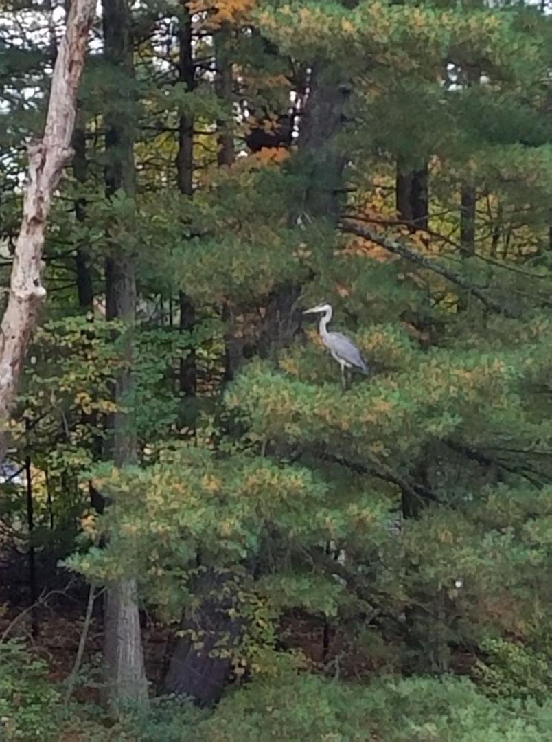 Across the road looking for lunch.!