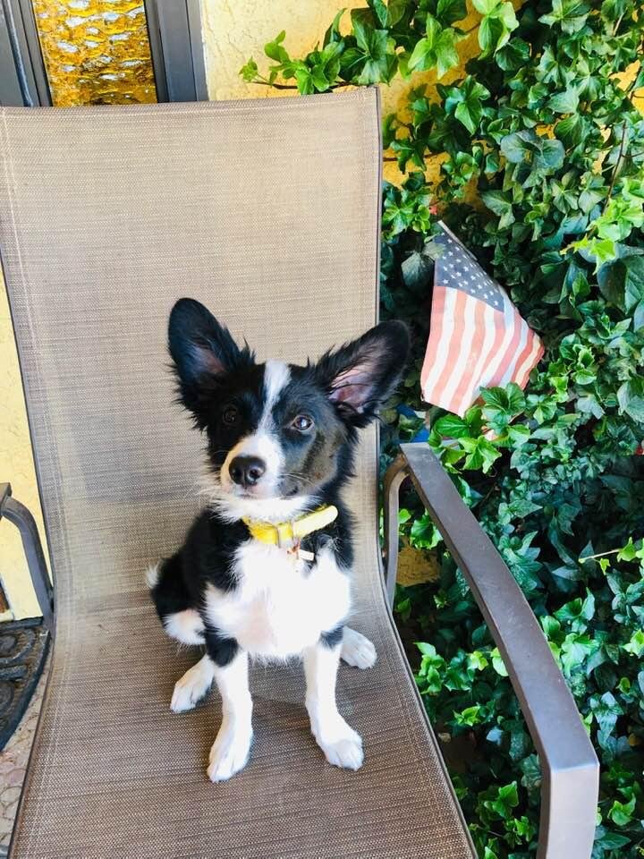 Denali is 17 weeks old and his ears are up today. They change on a regular basis. He is sweet boy