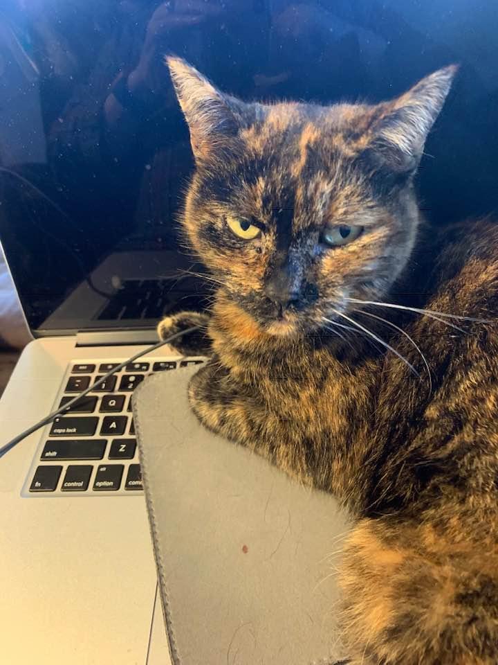 mocha