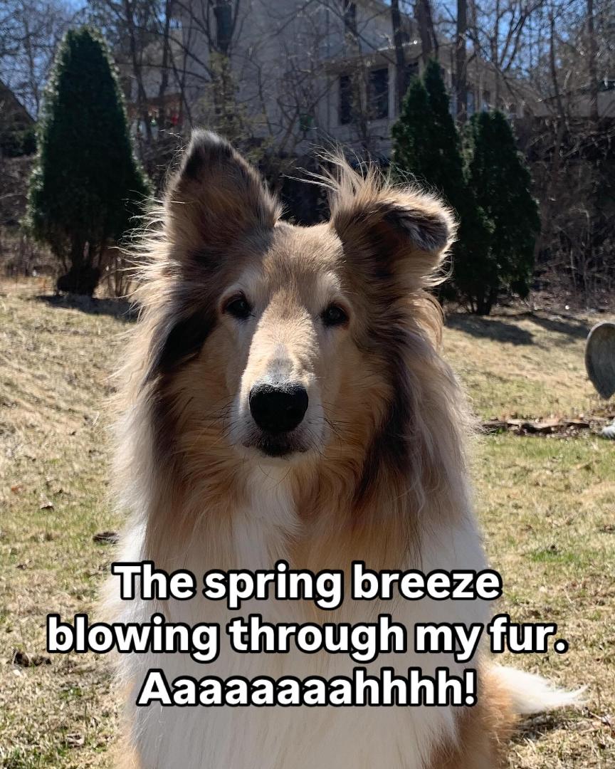 “Mark do you feel it? Oh, I forgot. You have no hair! Heh, heh, heh. #springbreeze #springbreezes #puppyfun #lodi #lodiwi #dogsofwisconsin #wisconsindogs #nohair #nohairdontcare