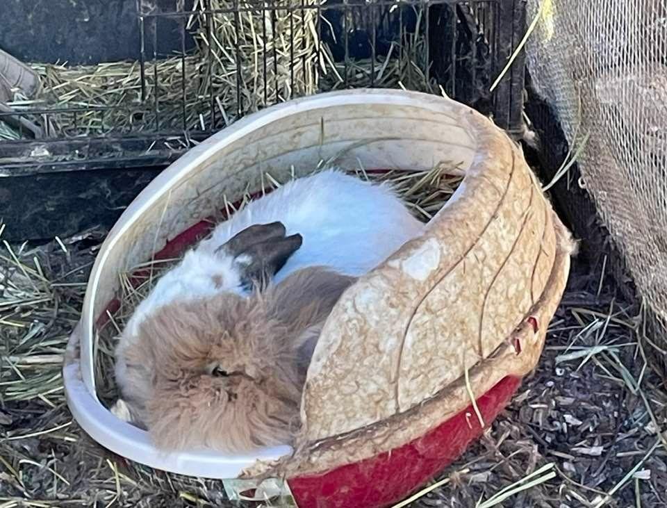 Happy New Year! My bunnies just love each other so much.