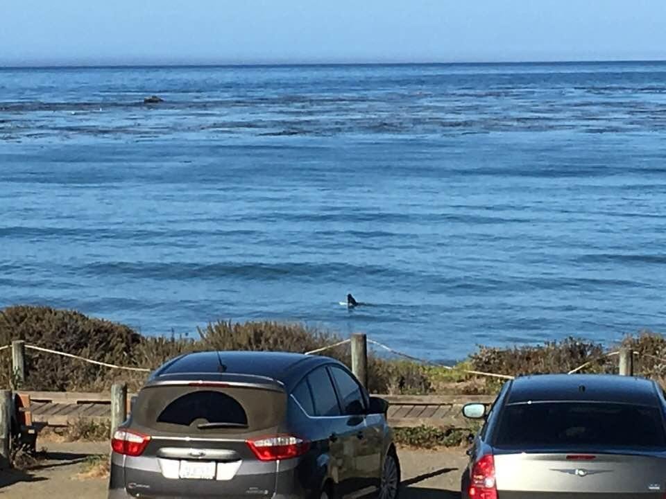 Lone surfer Cambria, Ca. 9:00 AM