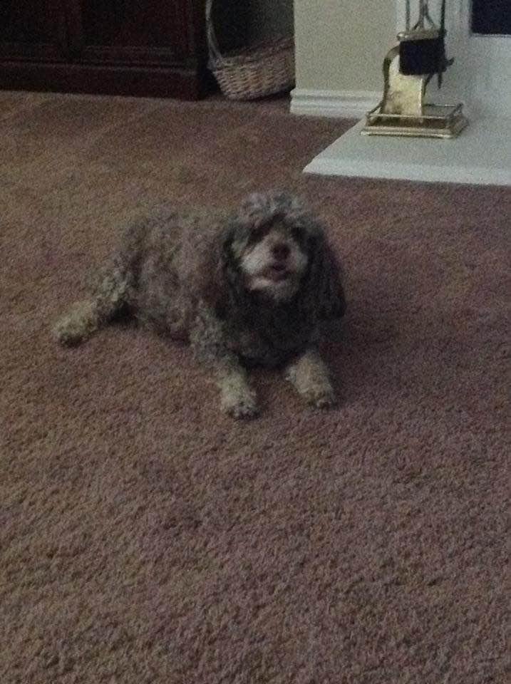 A one of a kind, Coco has had 16 years to learn to fetch....she never did. Stubborn and particular, she was a pain in the a** dog, but she was ours
and we loved her. We will certainly miss all her farting. Lol. Coco loved u