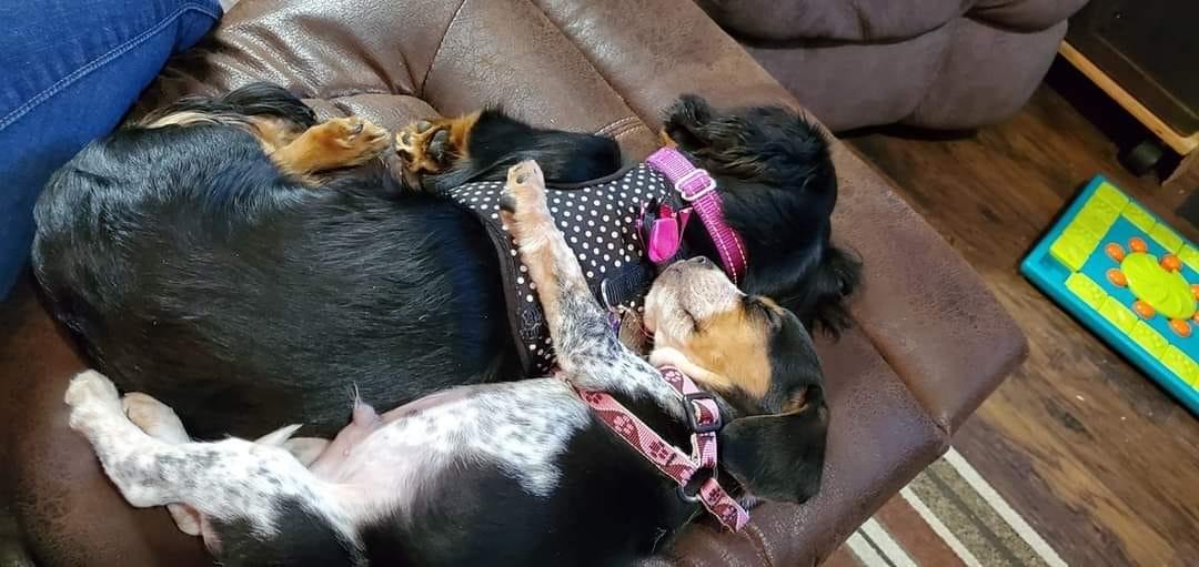 Our two granddogs Heidi and Blue