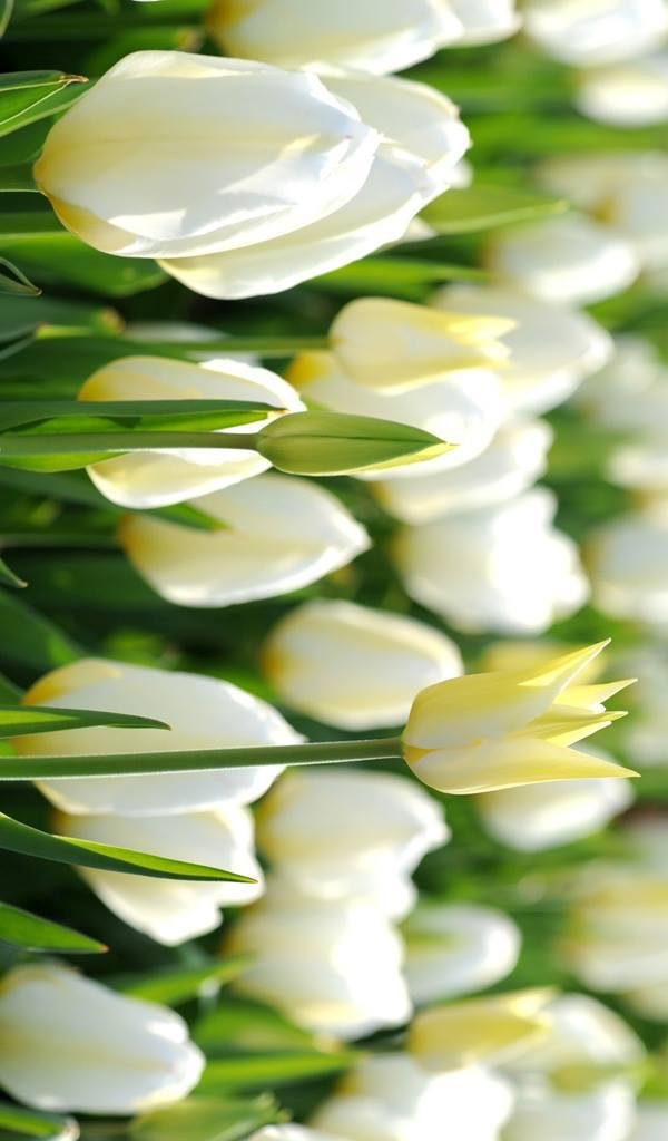 Tulips one of my favorites