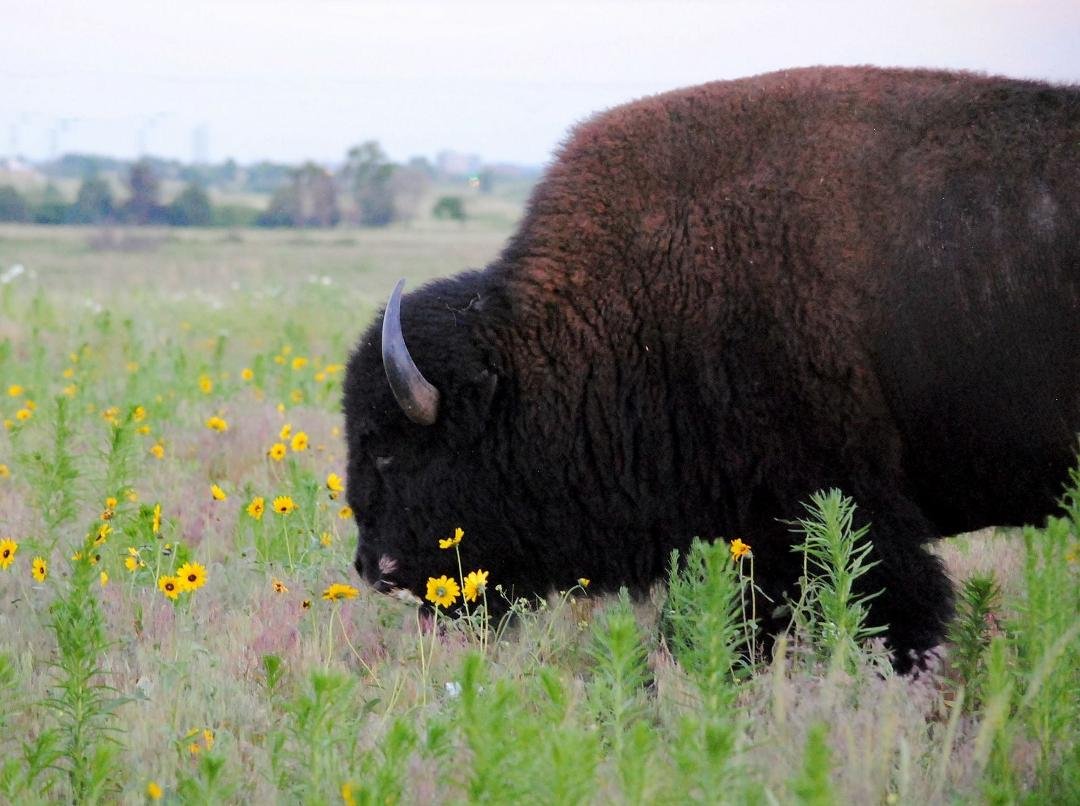 Bison in your backyard!