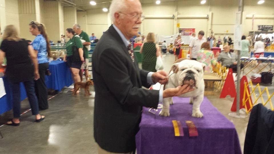 Digby, Best of Breed today in Concord. Group 2 owner handler.