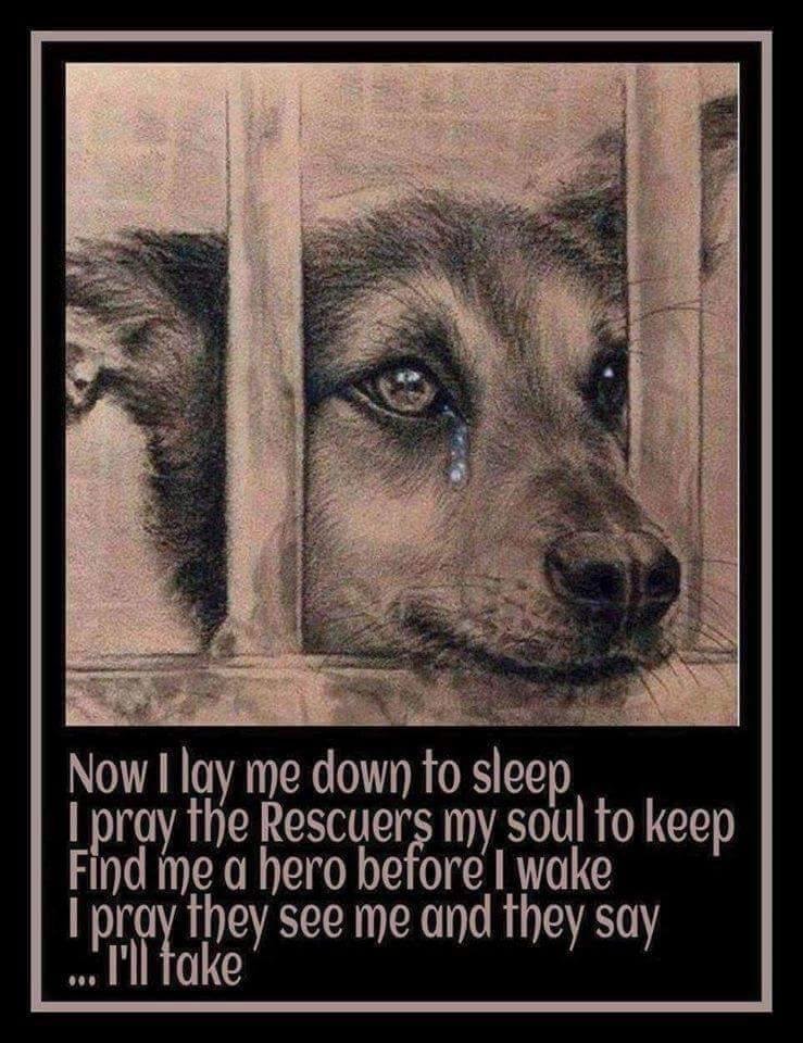 a "dumped"/forgotten pet's prayer