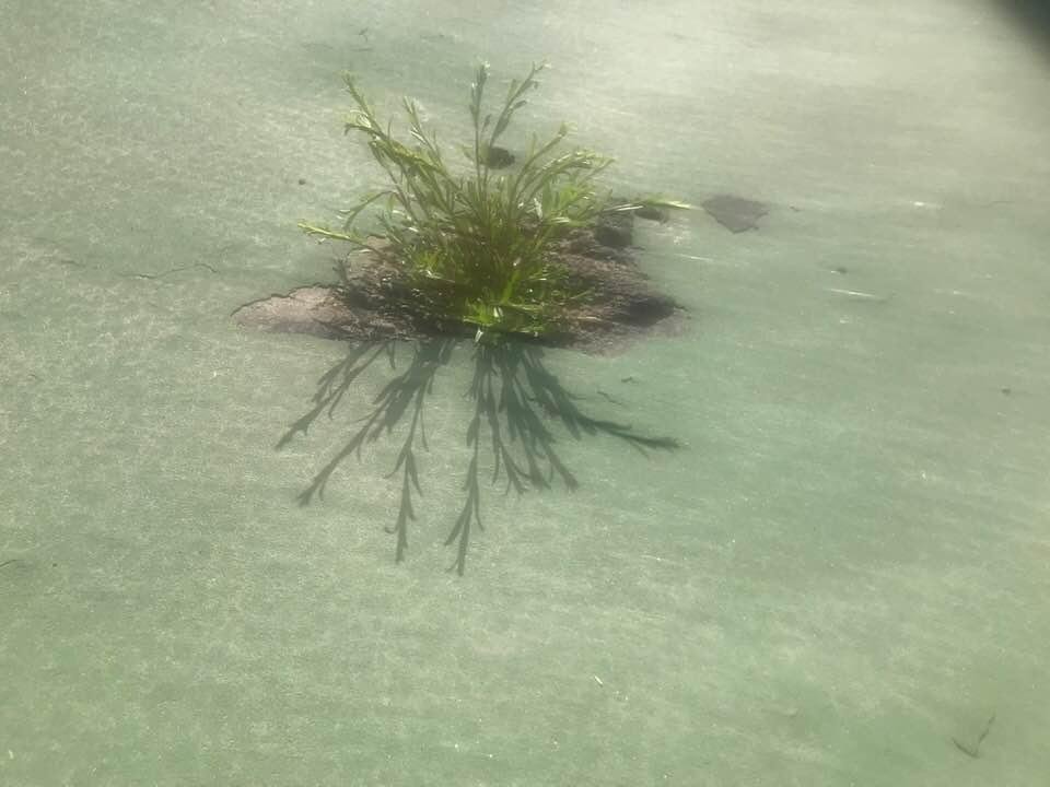 And you thought you worked hard to get where you got. This came up through the tennis court surface.
