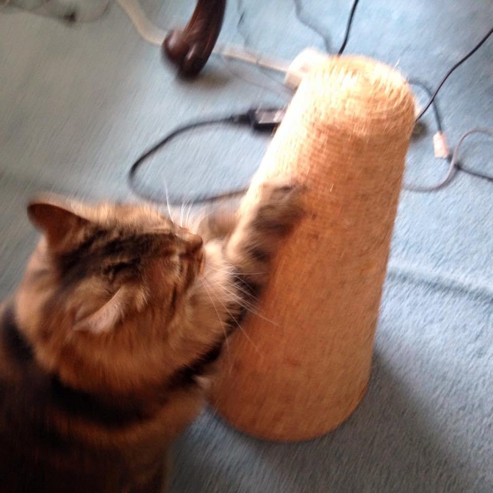 Jessie loves her scratching post. Thank you Gary 😺