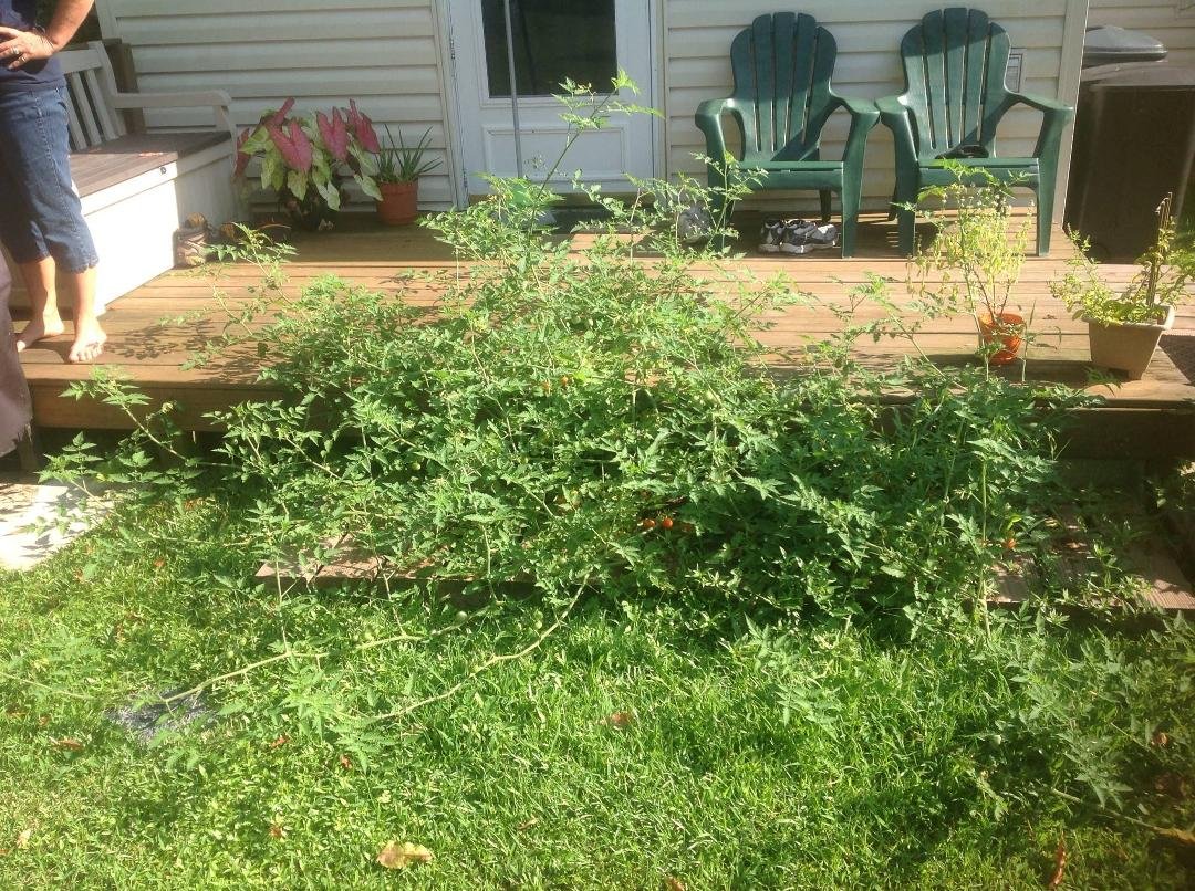 Attack of the killer tomatoe