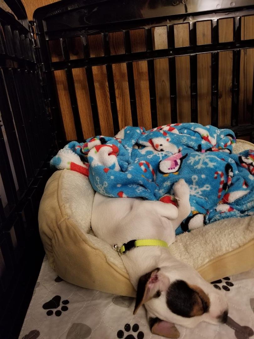 Roxy's chill photo of the day!