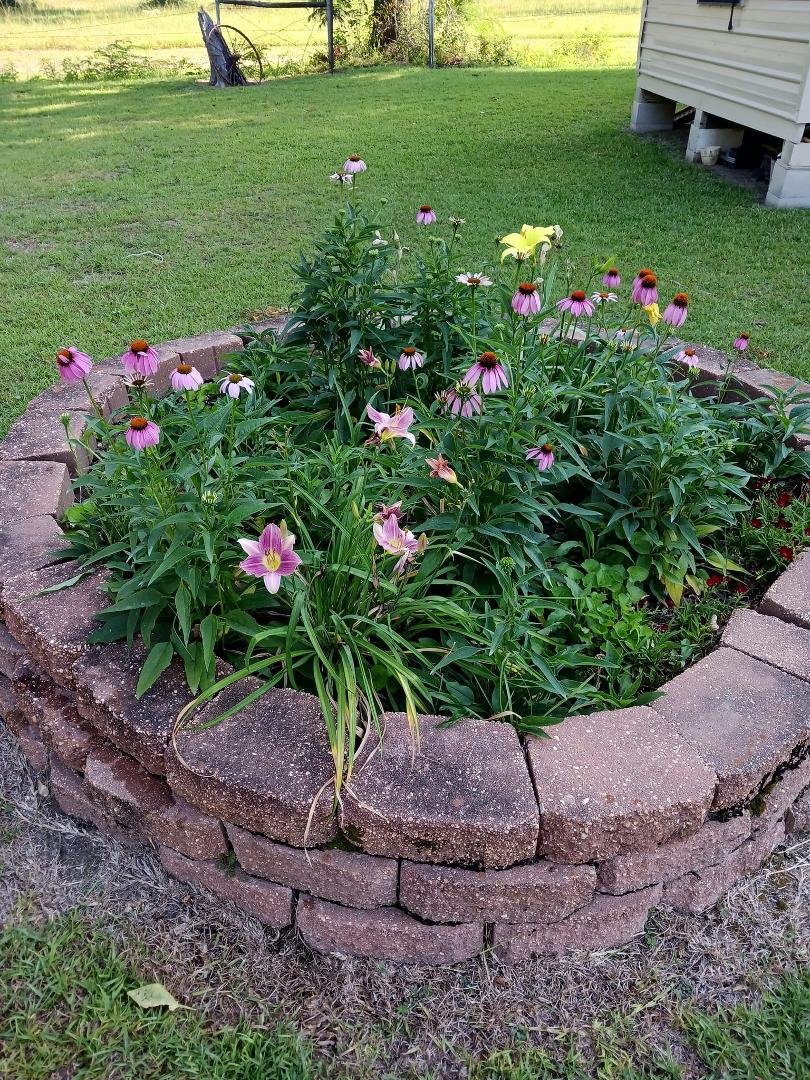 Flowers are showing off this morning but begging for rain