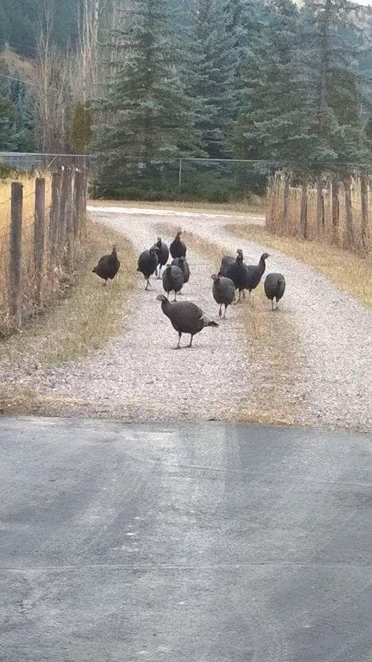 🦃 Happy Thanksgiving to all 🦃
Special thanks to Montana cousins for the wild turkeys 🦃🦃🦃