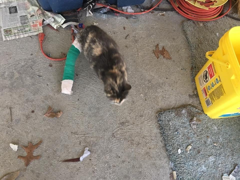 After three operations for broken pelvis,leg and tail. Bunny has returned home from being hit by car.