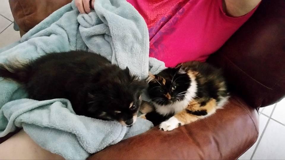 MUFFIN AND PATCHES FIGHTING FOR LAP TIME