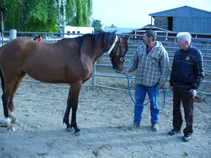 Peter Kay's album, Dad's horses