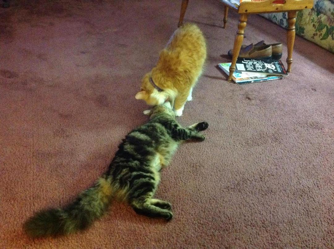 Maisie getting her face washed by Dora...guess I don't nerd to worry about them getting along...