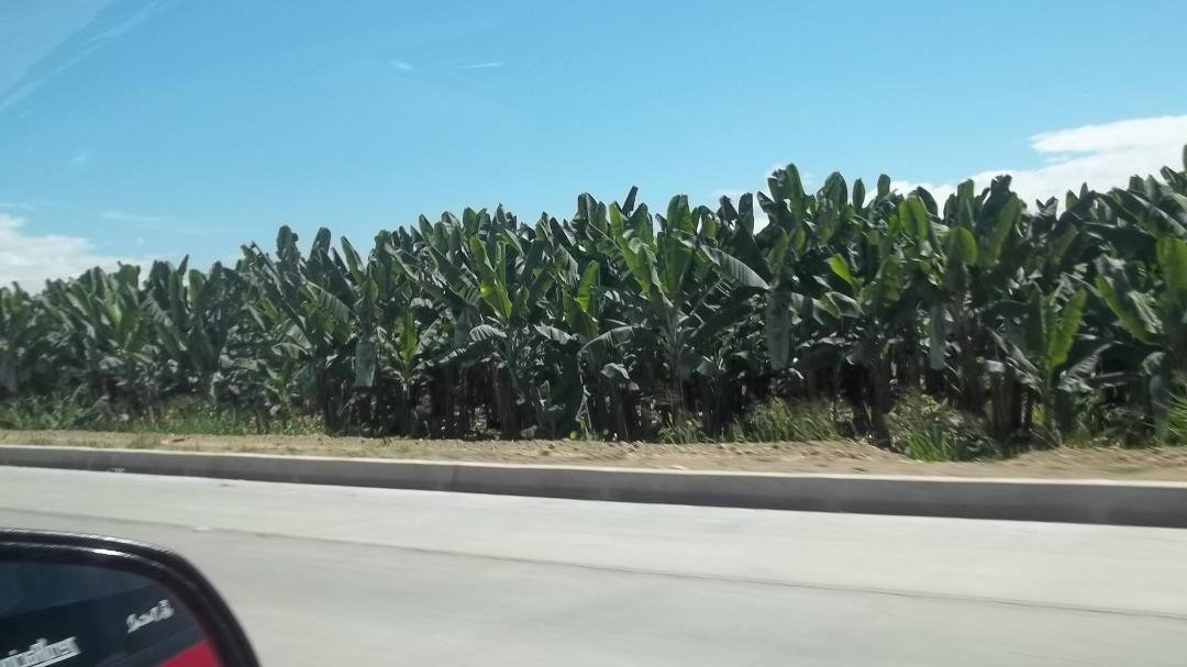 Plastic bags cover the bananas on the plantation to expedite maturation of the crop.