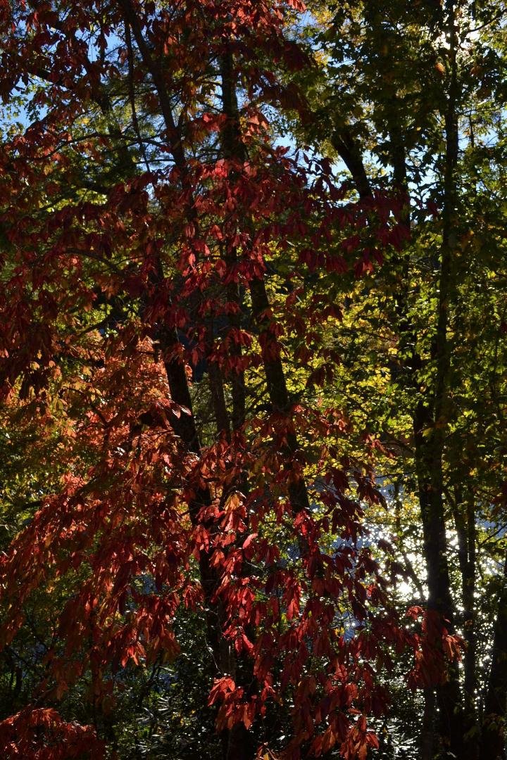 It's a beautiful morning. Have a beautiful day.