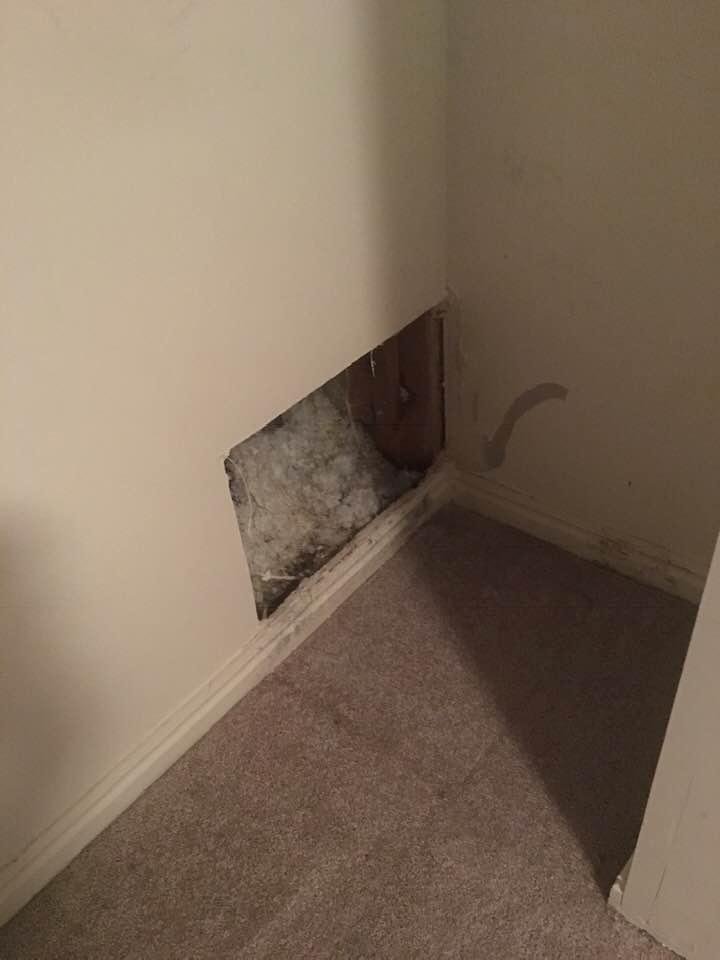 Yup turns out there is a pin hole in the water supply line to the rear spigot. Plumber repairing the line, replacing the dry wall, and base board in that area tomorrow Tuesday.
