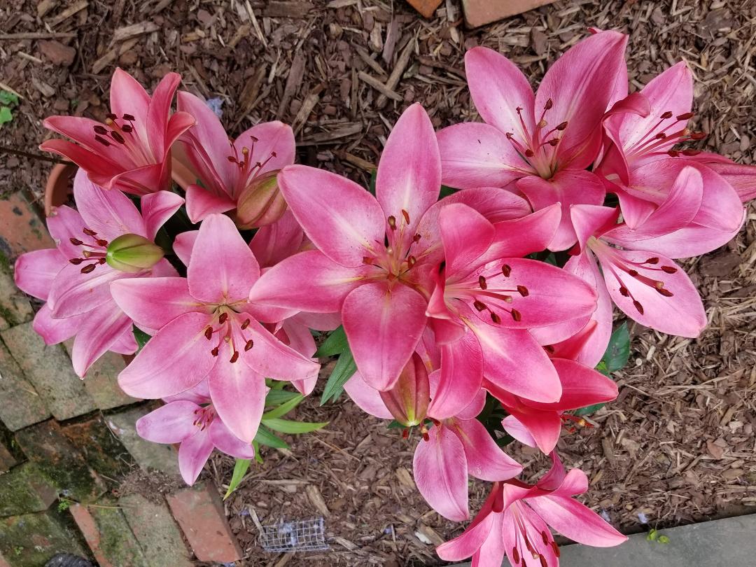 My Asian lilies are in full bloom and beautiful
