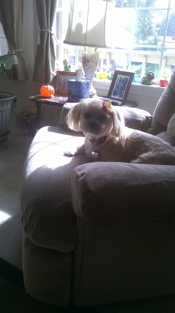 My baby girls hair cut
