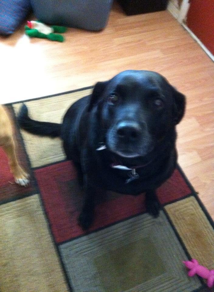 Debbie Ernstberger's album, Family pets