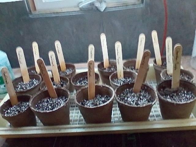 The 2015 tomato crop has started.  Beefsteak, Cherry and Cherokee Purples this year, cutting 'way back from the 12 or 15 varieties we started last year.