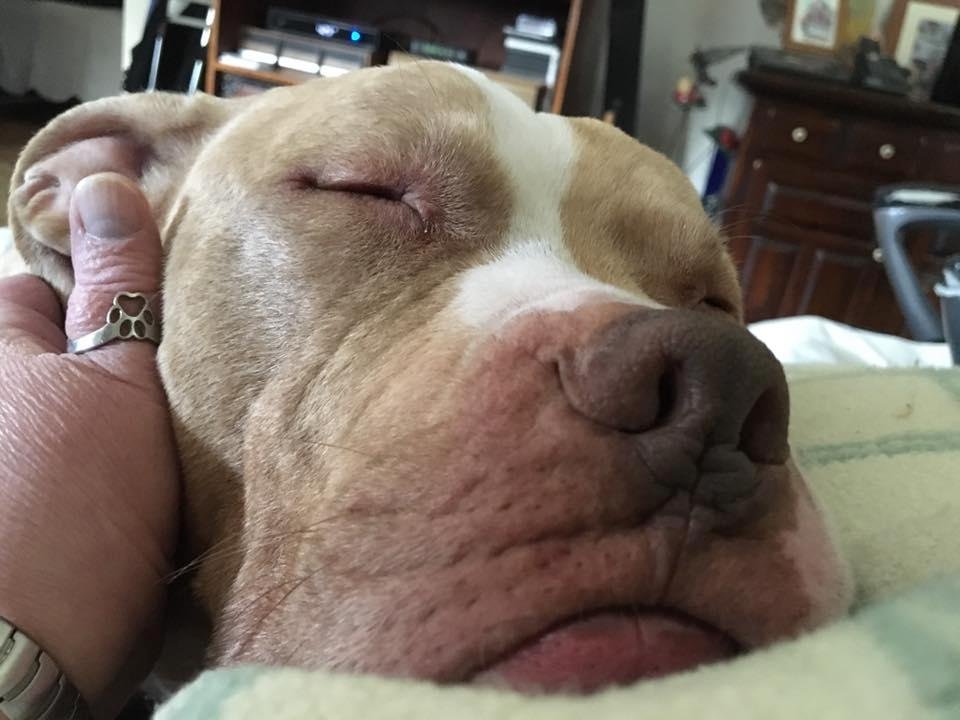 80lbs of love, 80lbs of lap dog- my Roscoe