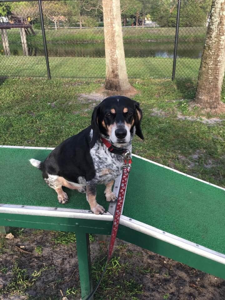 Buster brown at the park