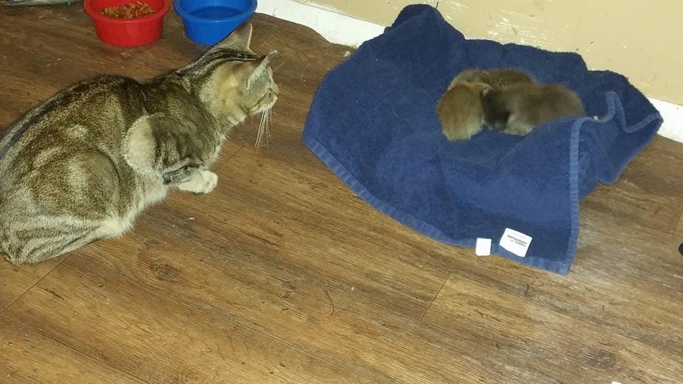 These beautiful Racoons and Tybalt 😍💖