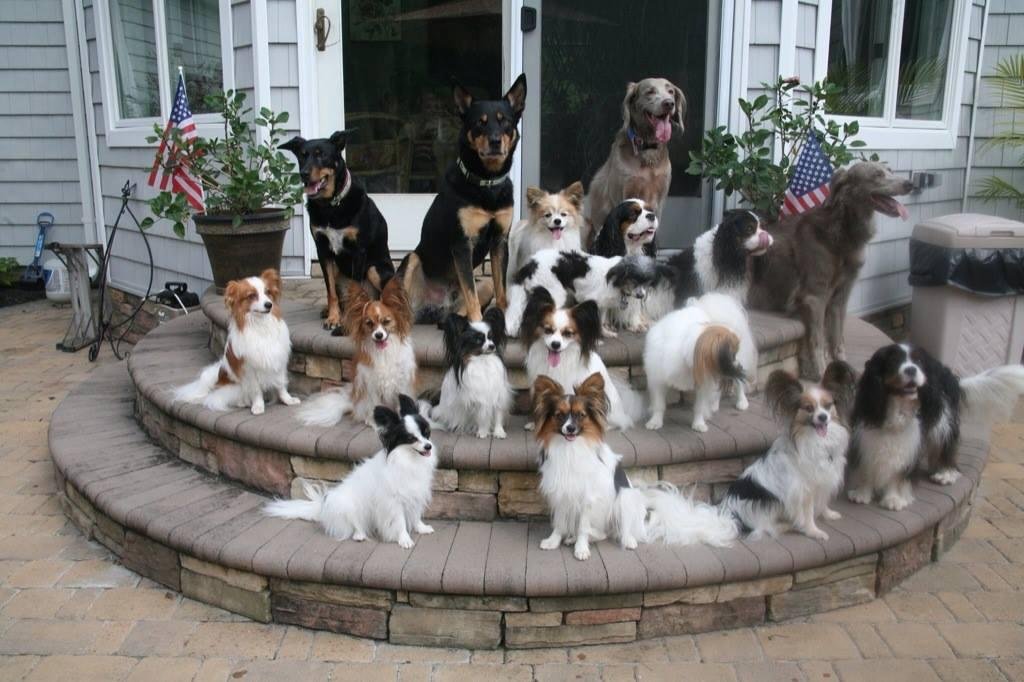 The ultimate play date. My dog, Coco, is not in this picture. However, she is lying right next to me.